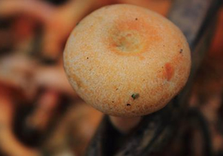 重陽菌可以種植嗎？重陽菌為什么不能人工種植？
