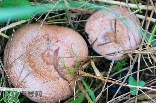 重陽(yáng)菌多少錢(qián)一斤？重陽(yáng)菌怎么清洗