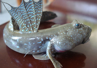 彈涂魚是兩棲動(dòng)物嗎？彈涂魚營養(yǎng)價(jià)值有哪些