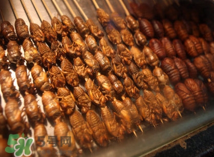 蟬蛹吃什么部位？蟬蛹都有哪些營(yíng)養(yǎng)價(jià)值