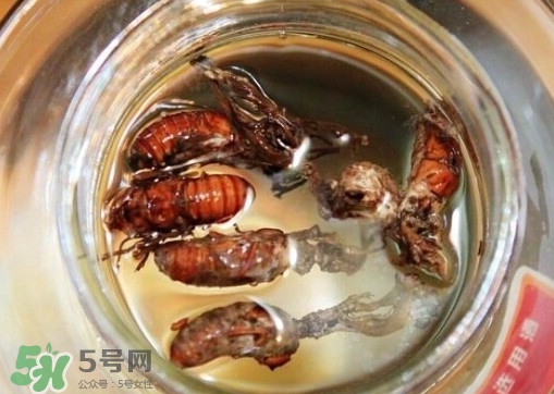 知了猴可以泡酒嗎？金蟬可以泡酒嗎？