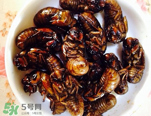知了猴可以泡酒嗎？金蟬可以泡酒嗎？