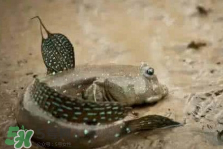 彈涂魚能吃嗎？彈涂魚怎么抓