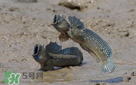 彈涂魚多少錢一斤？彈涂魚有毒嗎
