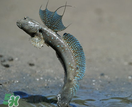 彈涂魚是兩棲動物嗎？彈涂魚營養(yǎng)價值有哪些