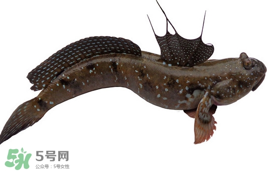 跳跳魚多少錢一斤？跳跳魚是淡水魚嗎？