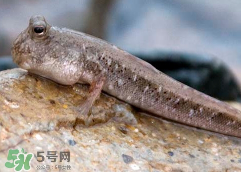 跳跳魚(yú)怎么做好吃？跳跳魚(yú)的最好吃做法
