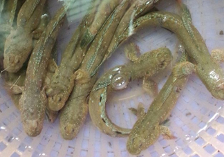 彈涂魚多少錢一斤？彈涂魚有毒嗎