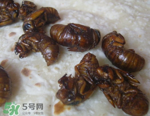 蟬蛹可以保存多長(zhǎng)時(shí)間？蟬蛹冰凍起來(lái)能保存多久