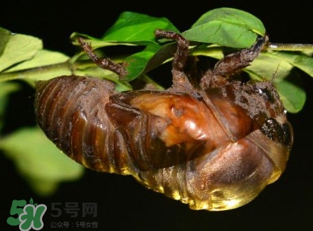 水煮蟬蛹怎么做？蟬蛹煮多久可以熟？