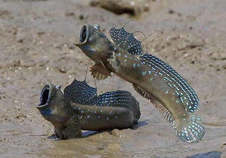 跳跳魚(yú)是什么魚(yú)？跳跳魚(yú)是不是泥鰍
