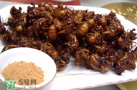 蟬蛹里面黑色的能吃嗎？蟬蛹是怎么形成的
