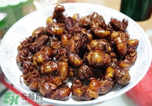 蟬蛹什么人不能吃？蟬蛹不能和什么一起吃