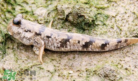 彈涂魚多少錢一斤？彈涂魚有毒嗎