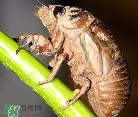 蟬蛹什么時(shí)候出來？蟬蛹什么時(shí)候最多