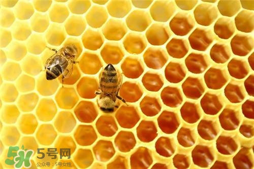 三伏貼能治過敏性鼻炎嗎？三伏貼治過敏性鼻炎貼哪里？