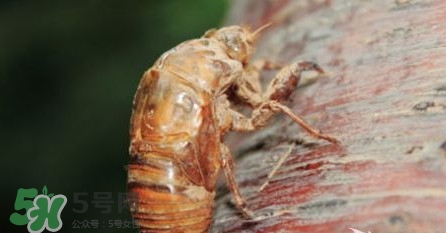 幼蟬猴孕婦可以吃嗎？孕婦吃幼蟬猴有什么好處