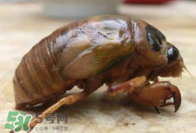 幼蟬猴怎么保存？幼蟬猴怎么清洗