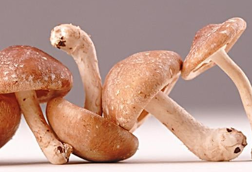 干香菇為什么比鮮香菇味道好？香菇為什么要曬干了再泡來吃