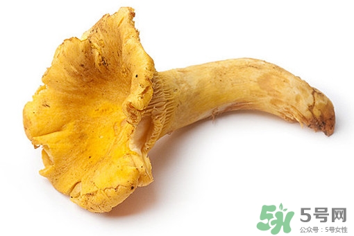 雞油菌多少錢一斤？雞油菌和雞樅菌有什么區(qū)別