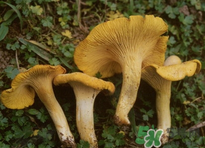 雞油菌多少錢一斤？雞油菌和雞樅菌有什么區(qū)別