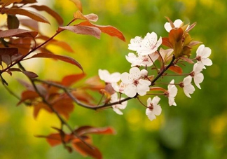 紫葉李什么時(shí)候開花？紫葉李什么時(shí)候成熟