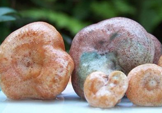 松乳菇多少錢(qián)一斤？松乳菇干貨多少錢(qián)一斤
