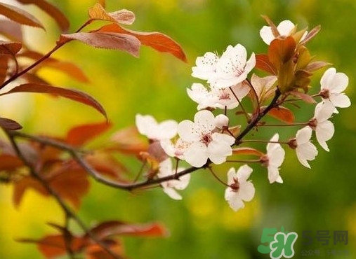 紫葉李什么時候開花？紫葉李什么時候成熟