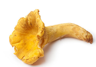 雞油菌多少錢一斤？雞油菌和雞樅菌有什么區(qū)別