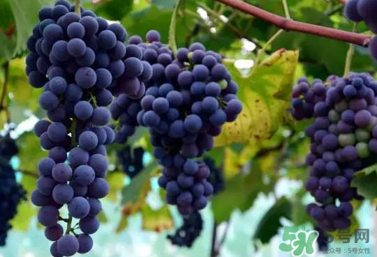 夏黑葡萄為什么掉色？夏黑葡萄怎么會(huì)染色？