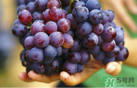 夏黑葡萄可以釀酒嗎？夏黑葡萄怎么自釀酒？