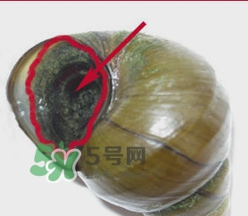 吃田螺有什么好處？田螺哪些部位不能吃