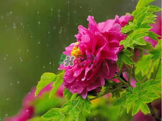 2017大暑會不會下雨？2017大暑下雨好嗎？