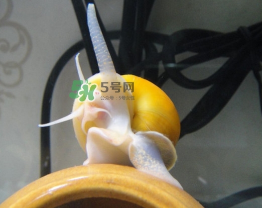 福壽螺是什么樣的？福壽螺和田螺的區(qū)別