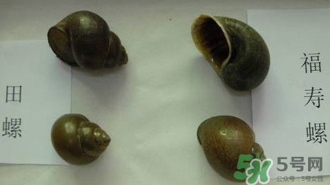 福壽螺吃了會怎樣？福壽螺有什么危害？