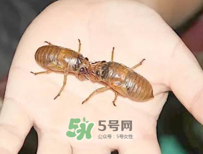 爬叉什么時(shí)候出來？爬叉怎么保存