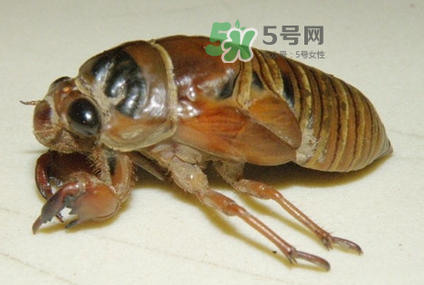 金蟬有什么營養(yǎng)價值？吃金蟬有什么好處？