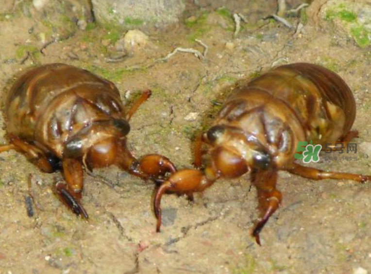 金蟬有什么營養(yǎng)價值？吃金蟬有什么好處？