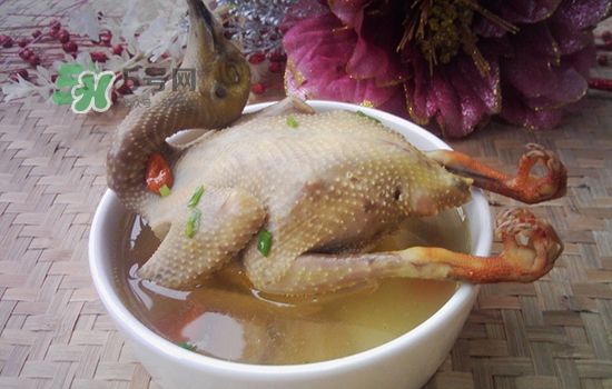 三伏天能吃鴿子嗎？三伏天能喝鴿子湯嗎？