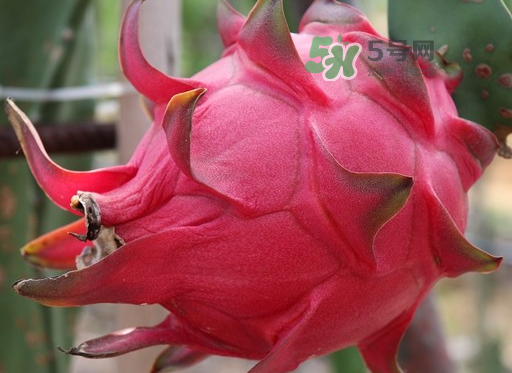 紅心火龍果一天吃幾個(gè)？紅心火龍果一天吃多少？