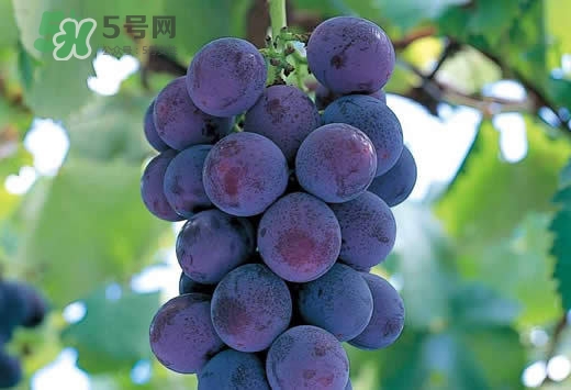 巨峰葡萄是酸性還是堿性？巨峰葡萄是堿性的嗎？