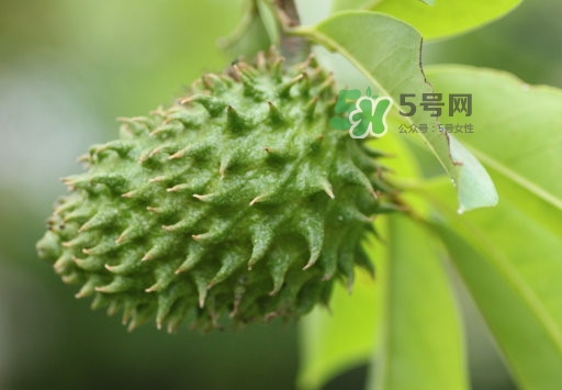刺果番荔枝怎么吃？釋迦和刺果番荔枝區(qū)別