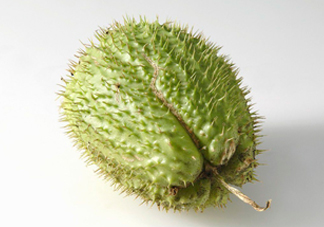 刺果番荔枝多少錢一斤？刺果番荔枝哪里有賣？