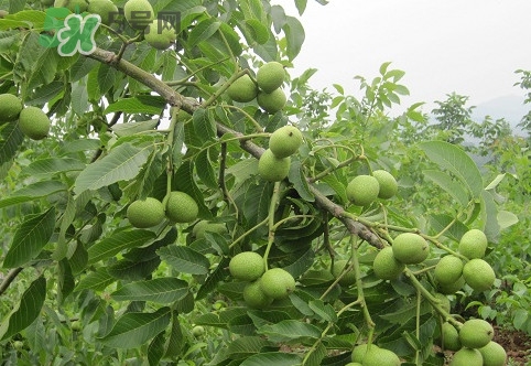 青皮核桃營養(yǎng)價值高嗎？青皮核桃怎么挑選