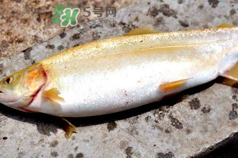 鱒魚怎么讀？鱒魚怎么做好吃