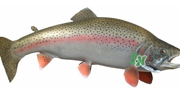 鱒魚(yú)是三文魚(yú)嗎？鱒魚(yú)是什么魚(yú)
