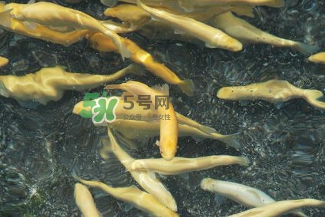 金鱒魚多少錢一斤？金鱒魚刺多嗎