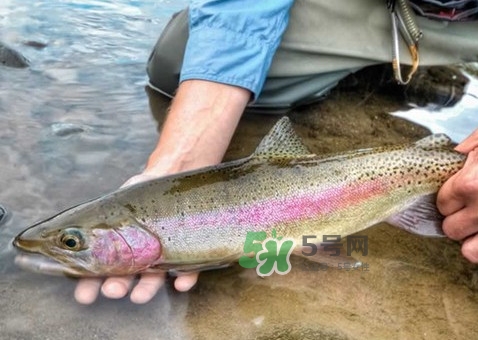 鱒魚可以生吃嗎？鱒魚是海魚還是淡水魚