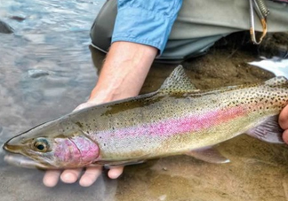 鱒魚可以生吃嗎？鱒魚是海魚還是淡水魚