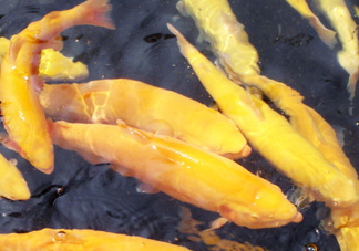 金鱒魚多少錢一斤？金鱒魚刺多嗎